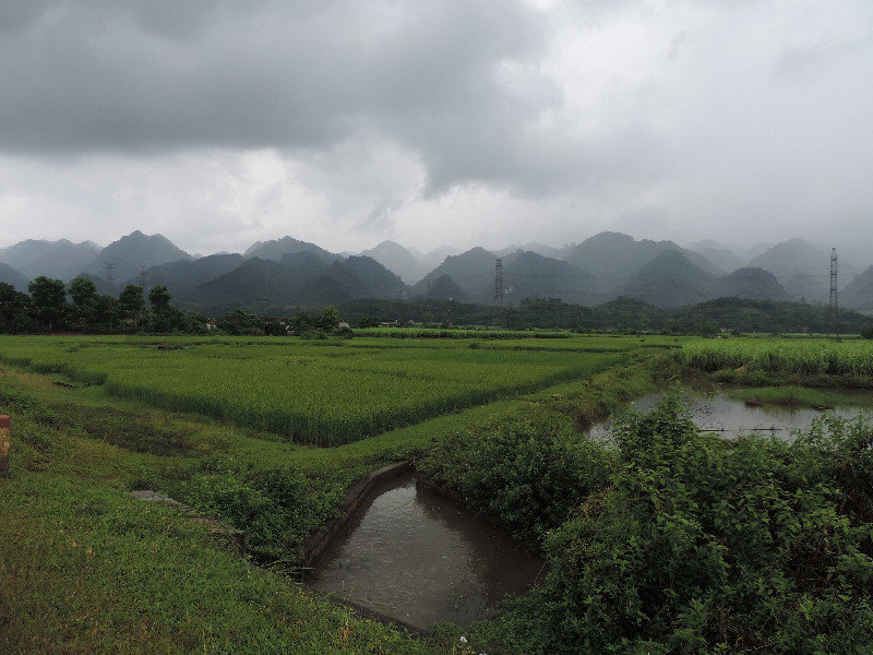 Paddy field in Mai Chau