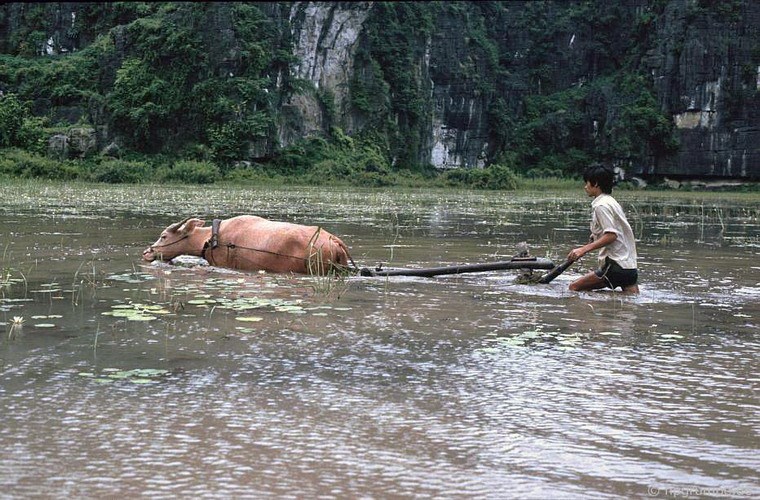 White buffalo crossing river