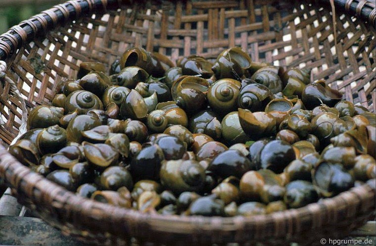 River snails - specialty of Ninh Binh