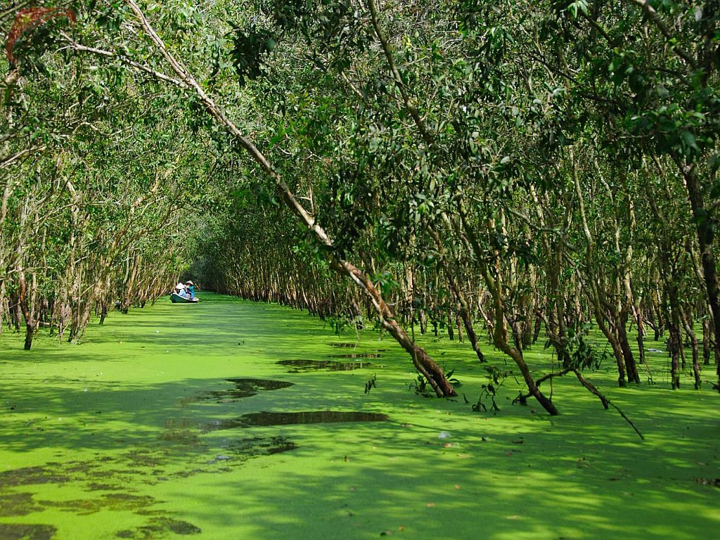 Cajeput forest in Ca Mau