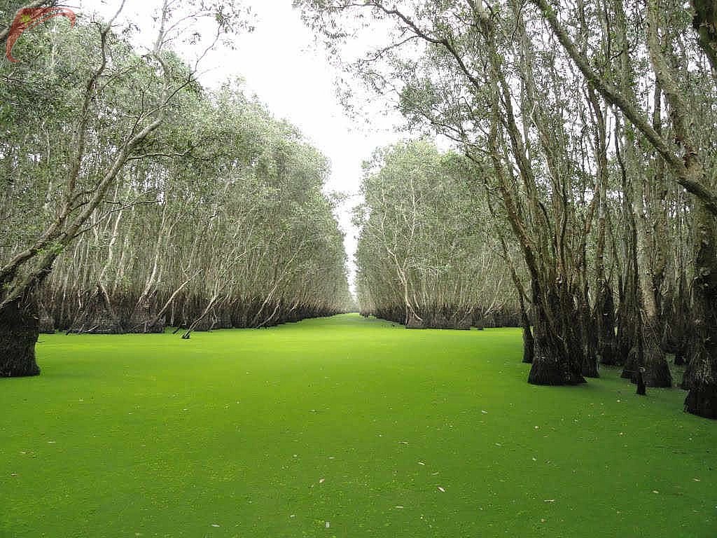 Cajeput forest in Ca Mau
