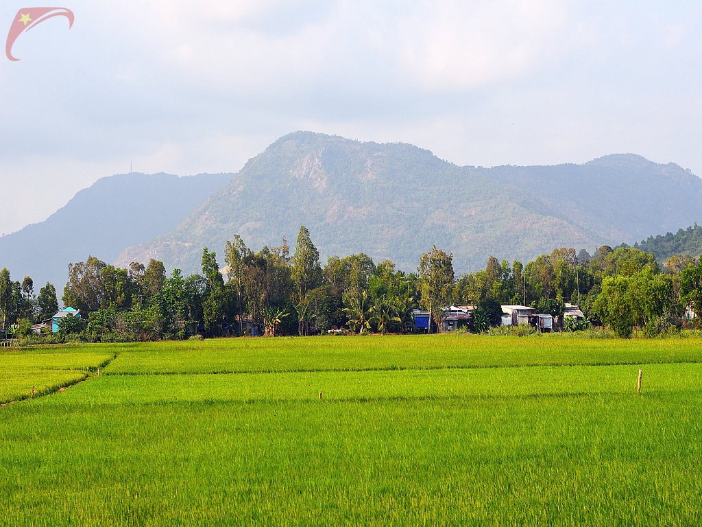 Rice field in Chau Doc