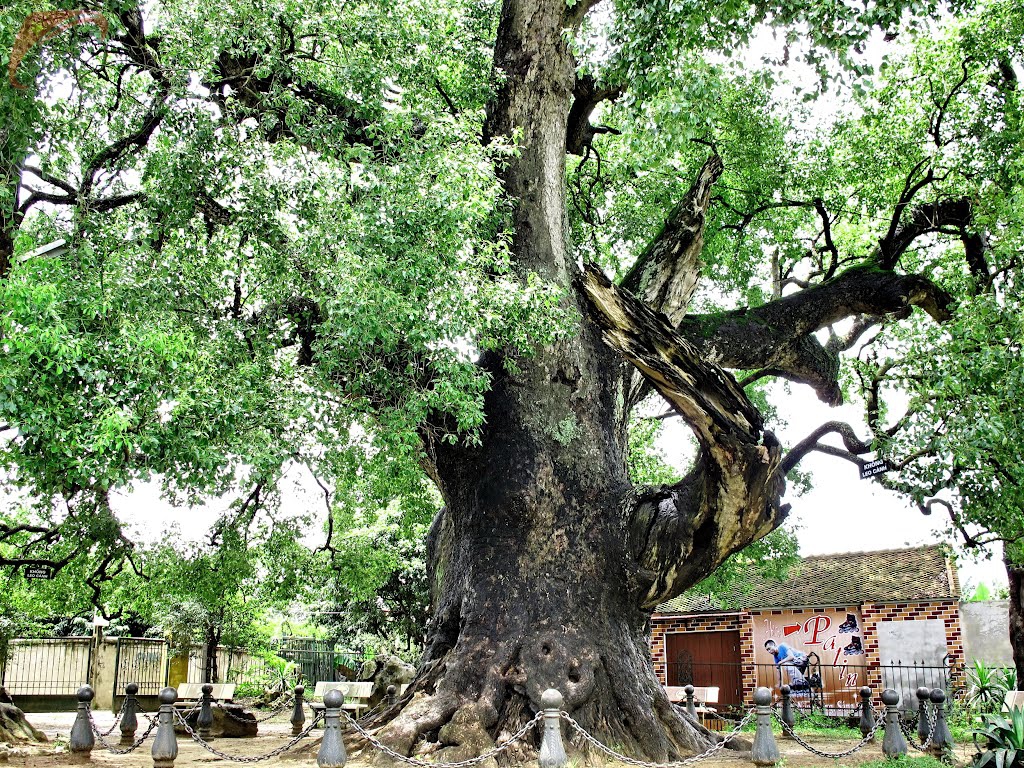 Da Huong tree