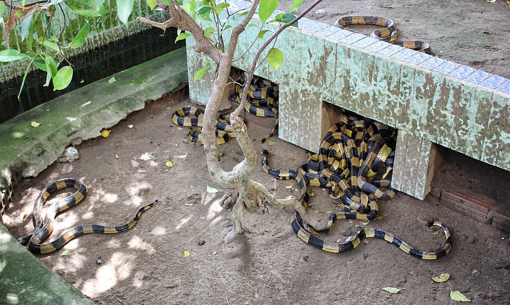 Dong Tam snake farm