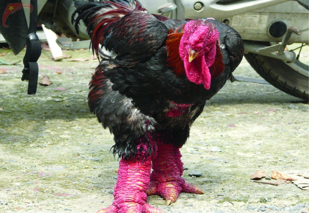 Dong Tao chicken