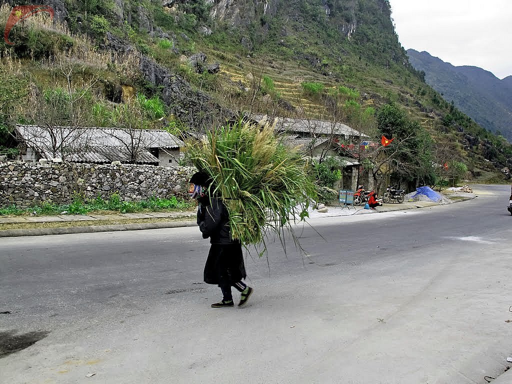 Fetching food for cattle