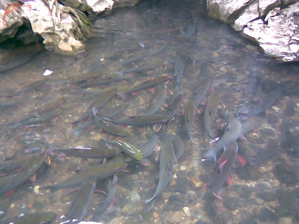 Holy fish stream in Cam Thuy district