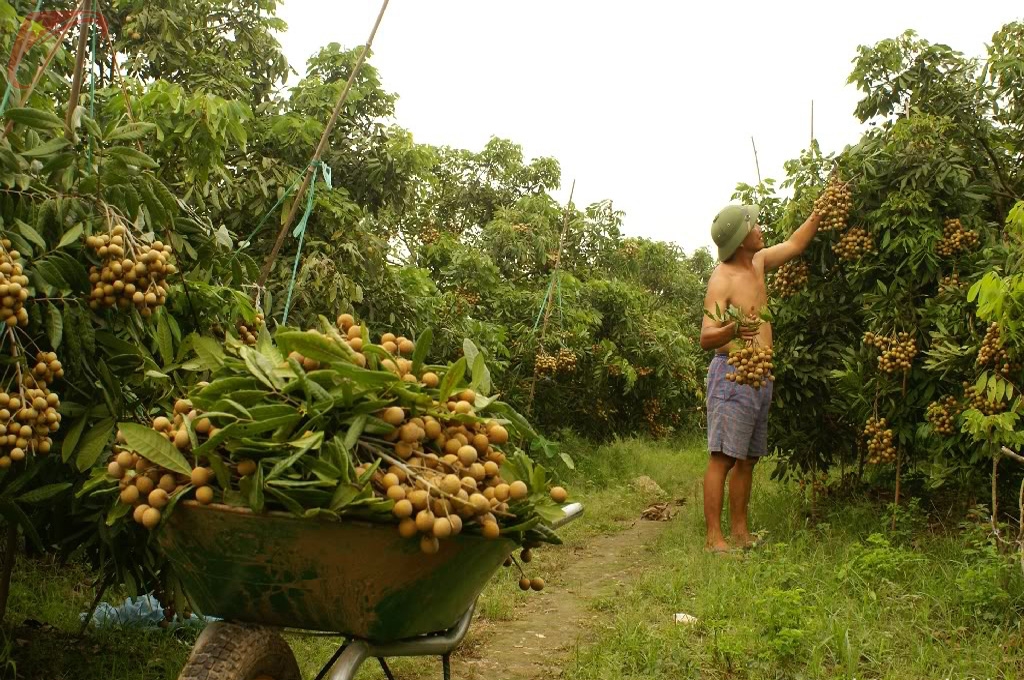 Longan garden