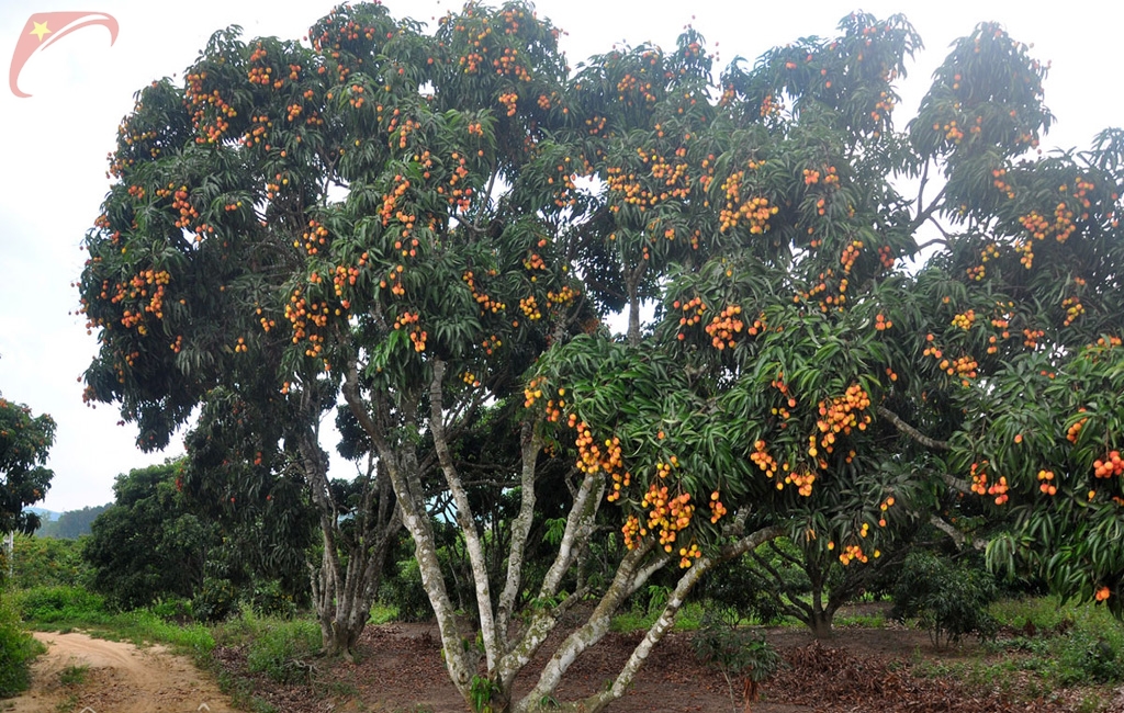 Lychee garden in Luc Ngan district