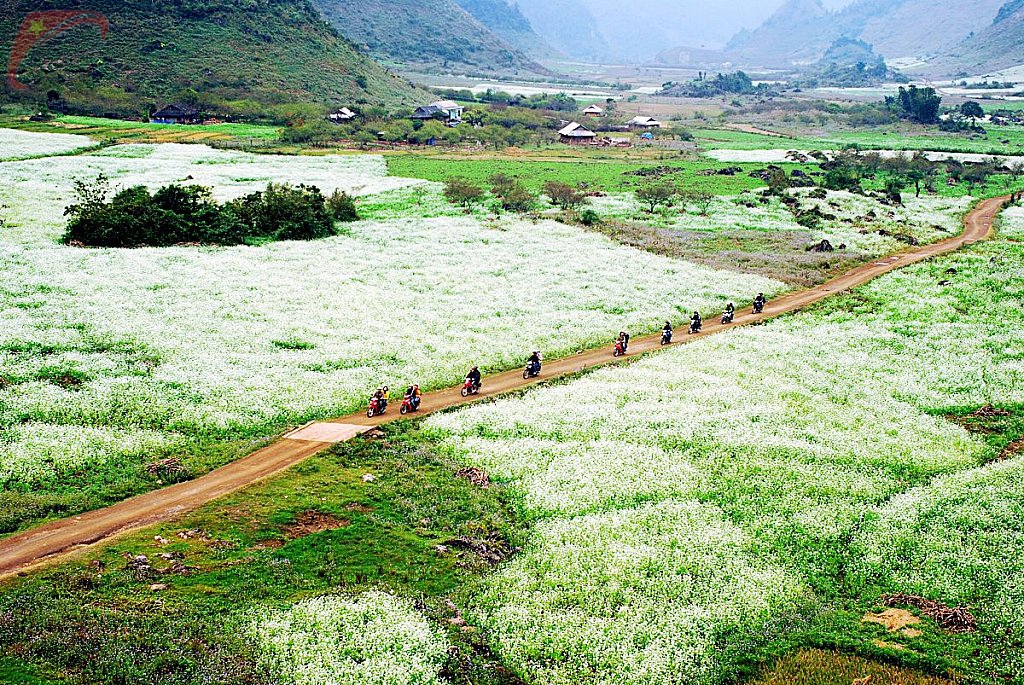 Moc Chau plateau