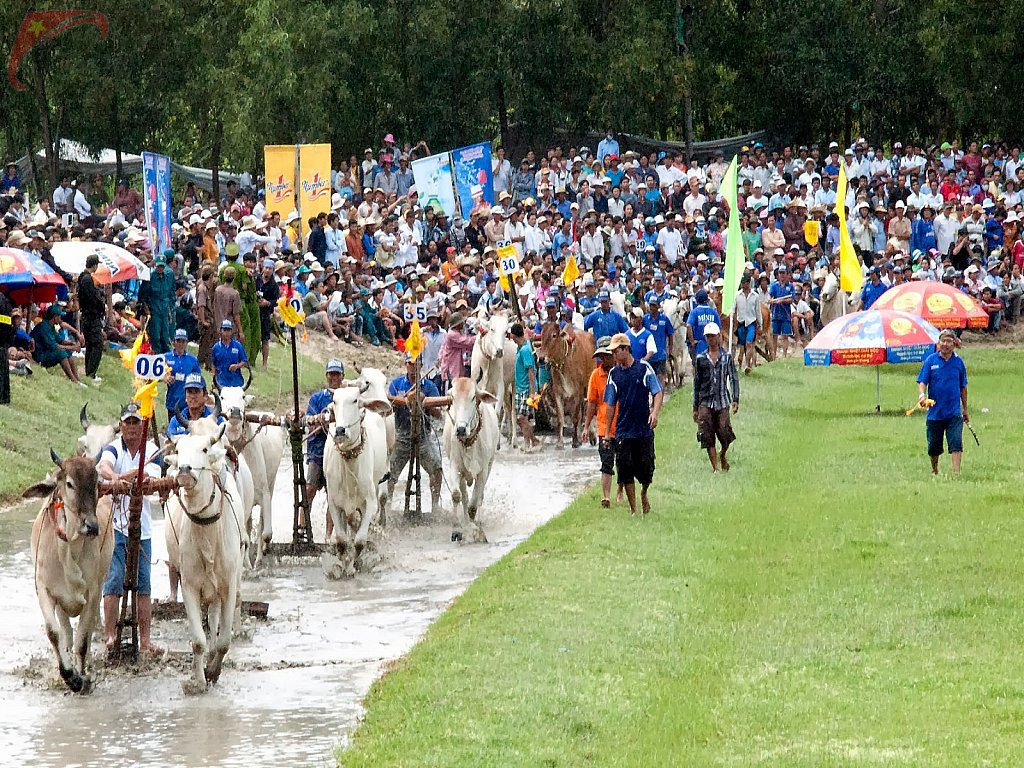 Ox racing festival