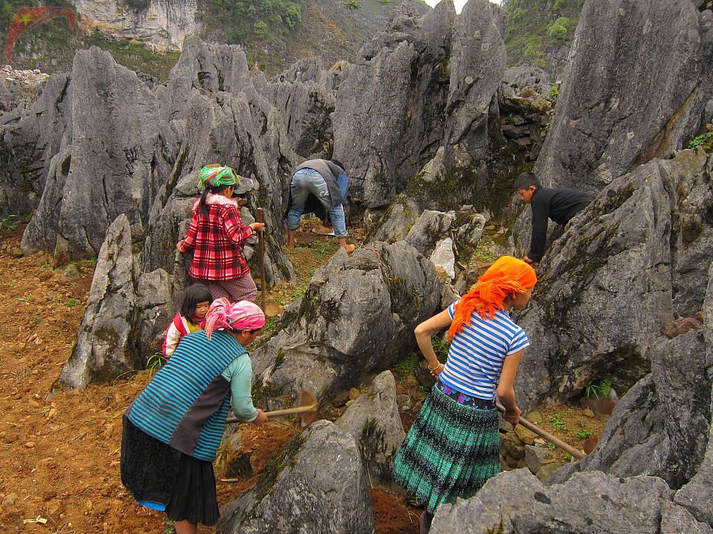Planting rice in the rocks