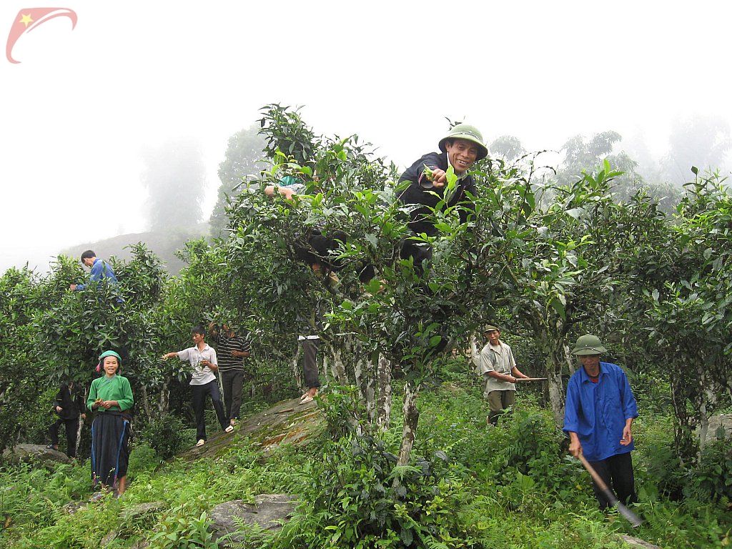 Suoi Giang tea garden